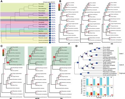 Phylotranscriptomics and evolution of key genes for terpene biosynthesis in Pinaceae